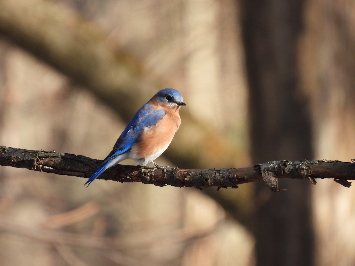 Eastern Bluebird - ML647146878