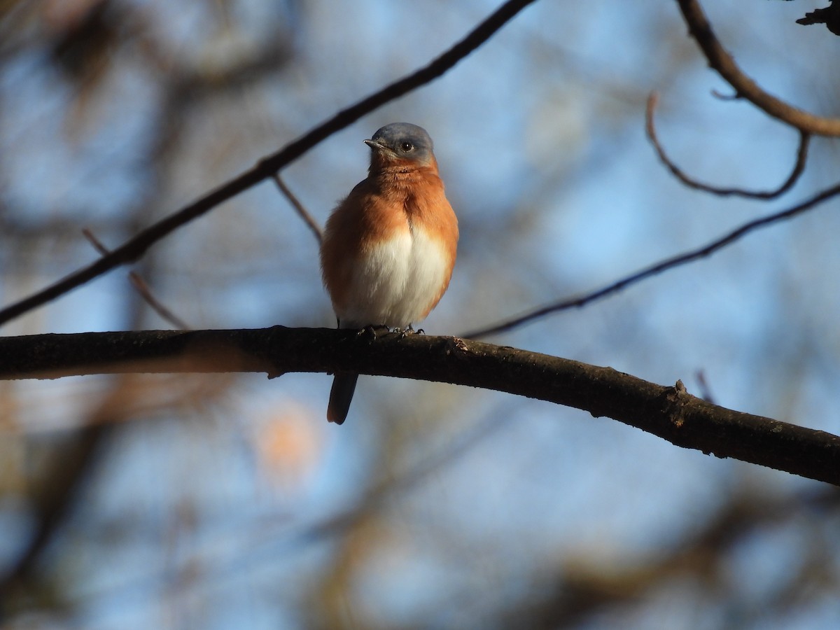 Eastern Bluebird - ML647146879