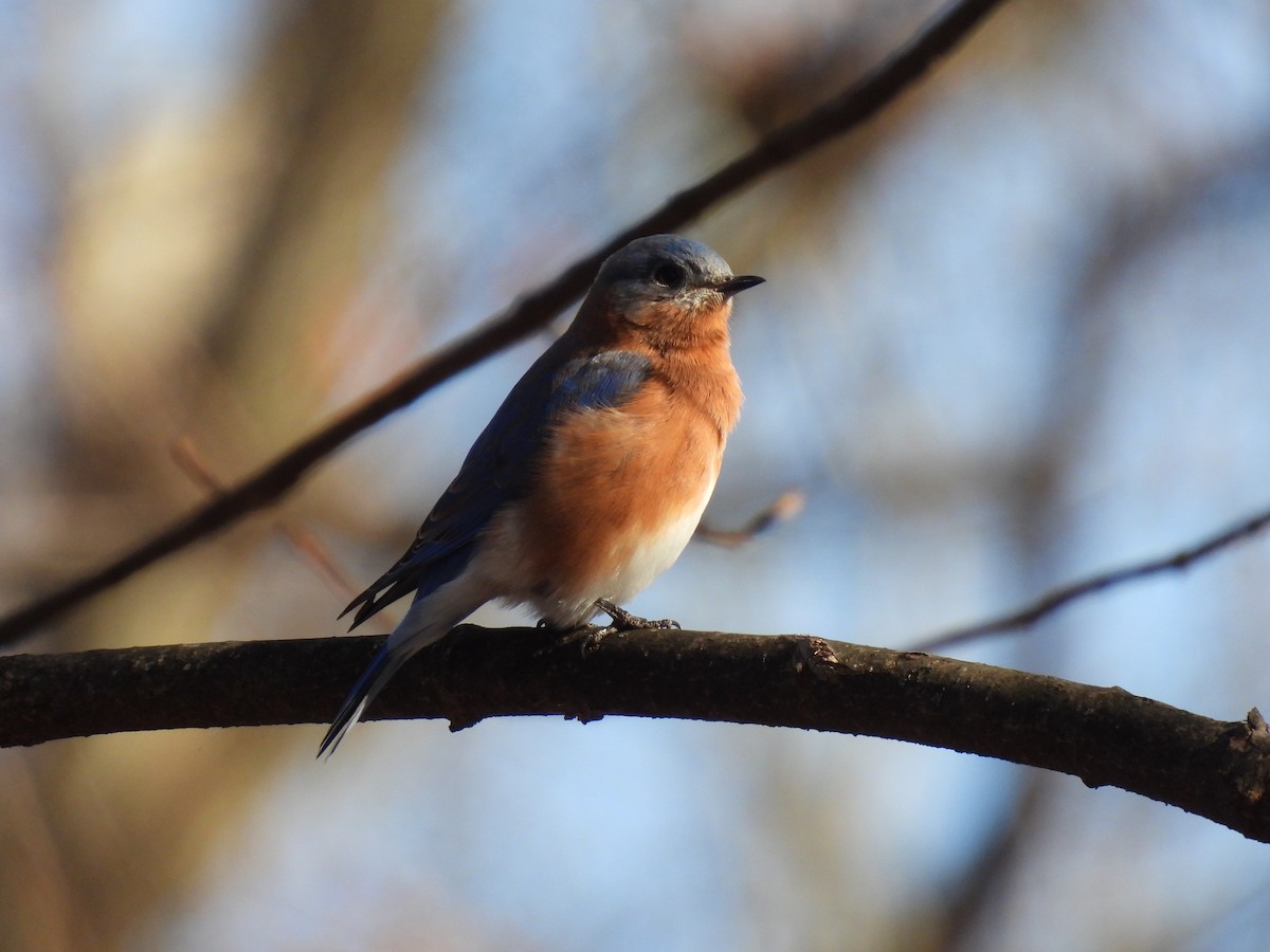 Eastern Bluebird - ML647146880