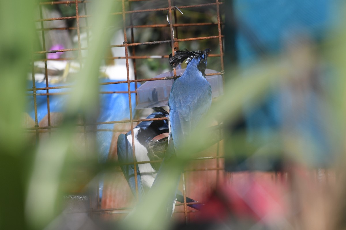 Black-throated Magpie-Jay - ML647146888