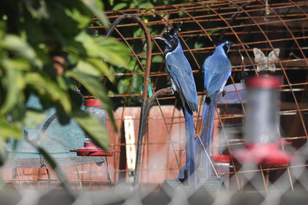 Black-throated Magpie-Jay - ML647146889