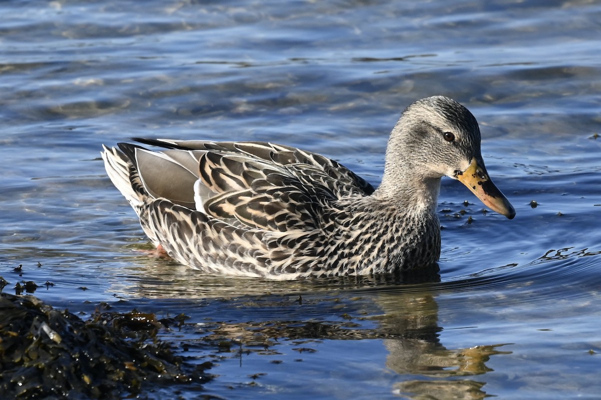 kachna divoká - ML647146902