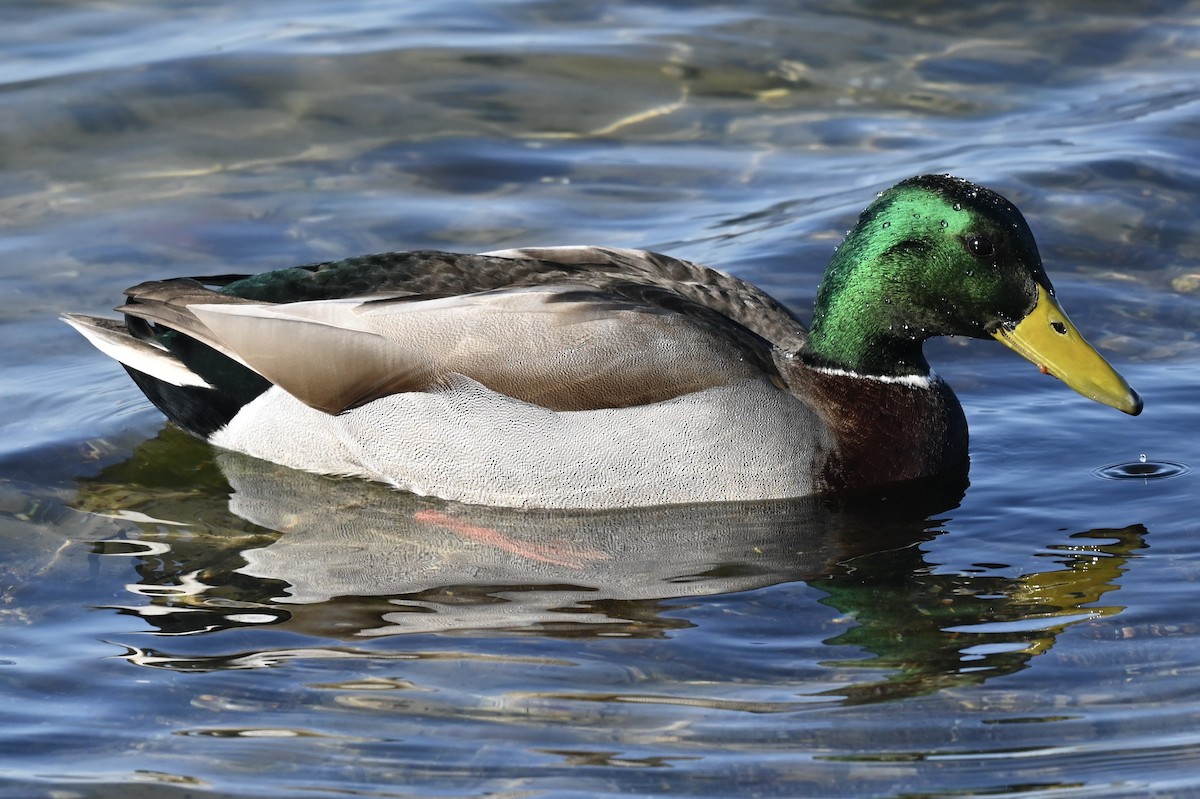 kachna divoká - ML647146903