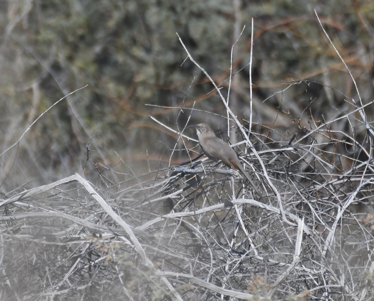 Crissal Thrasher - ML647146907