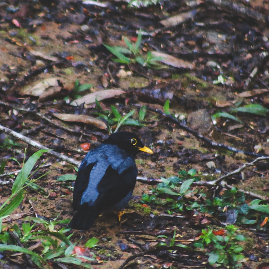 Yellow-legged Thrush - ML647146908