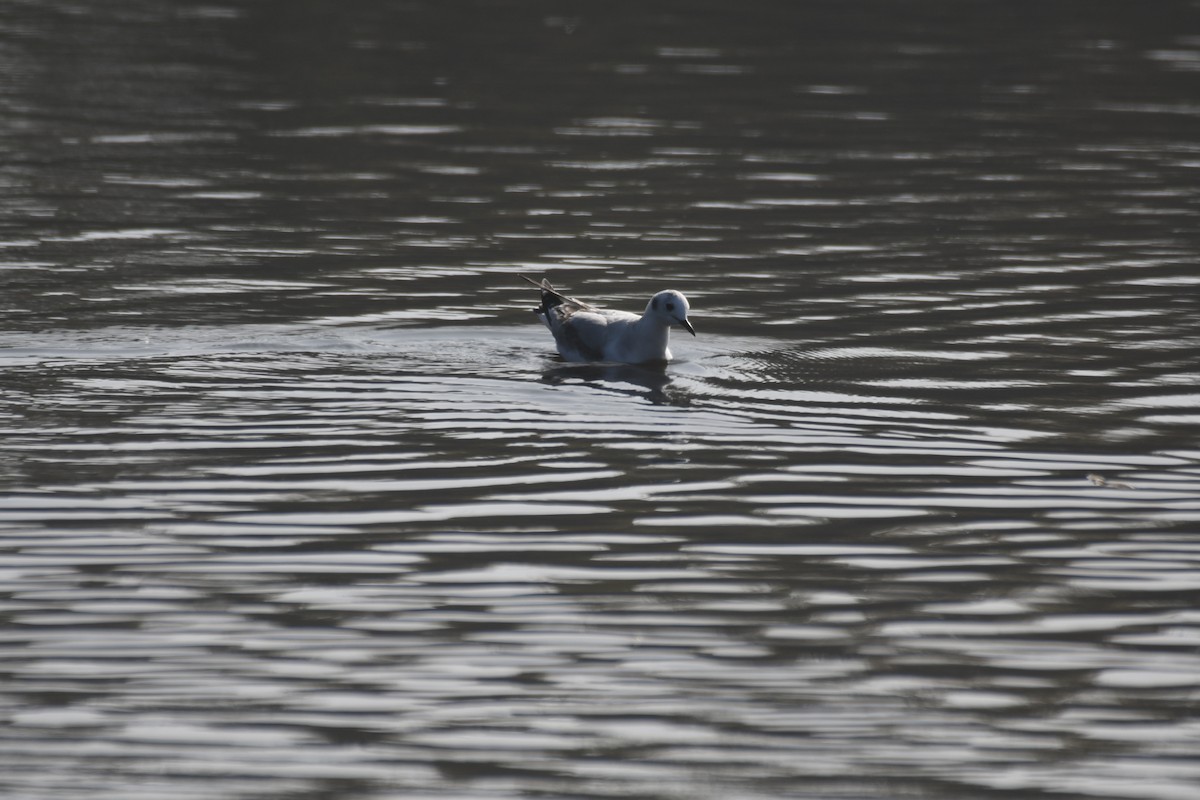Bonaparte's Gull - ML647146920