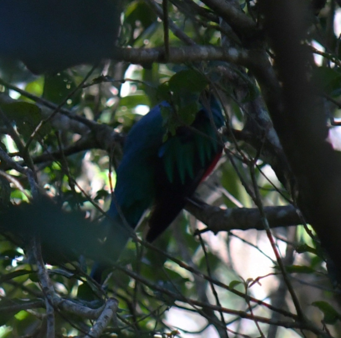 Resplendent Quetzal - ML647146931