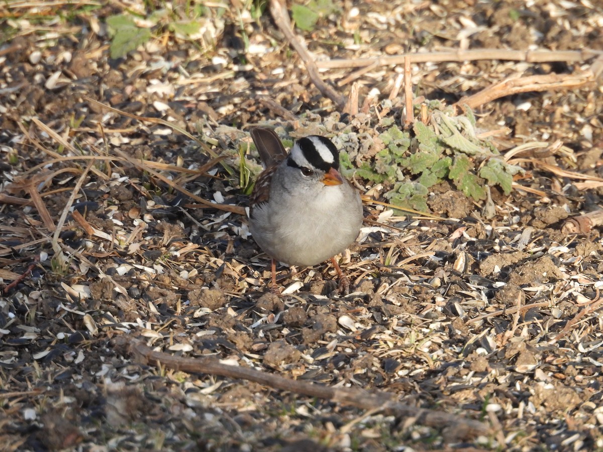 Белобровая овсянка - ML647146944