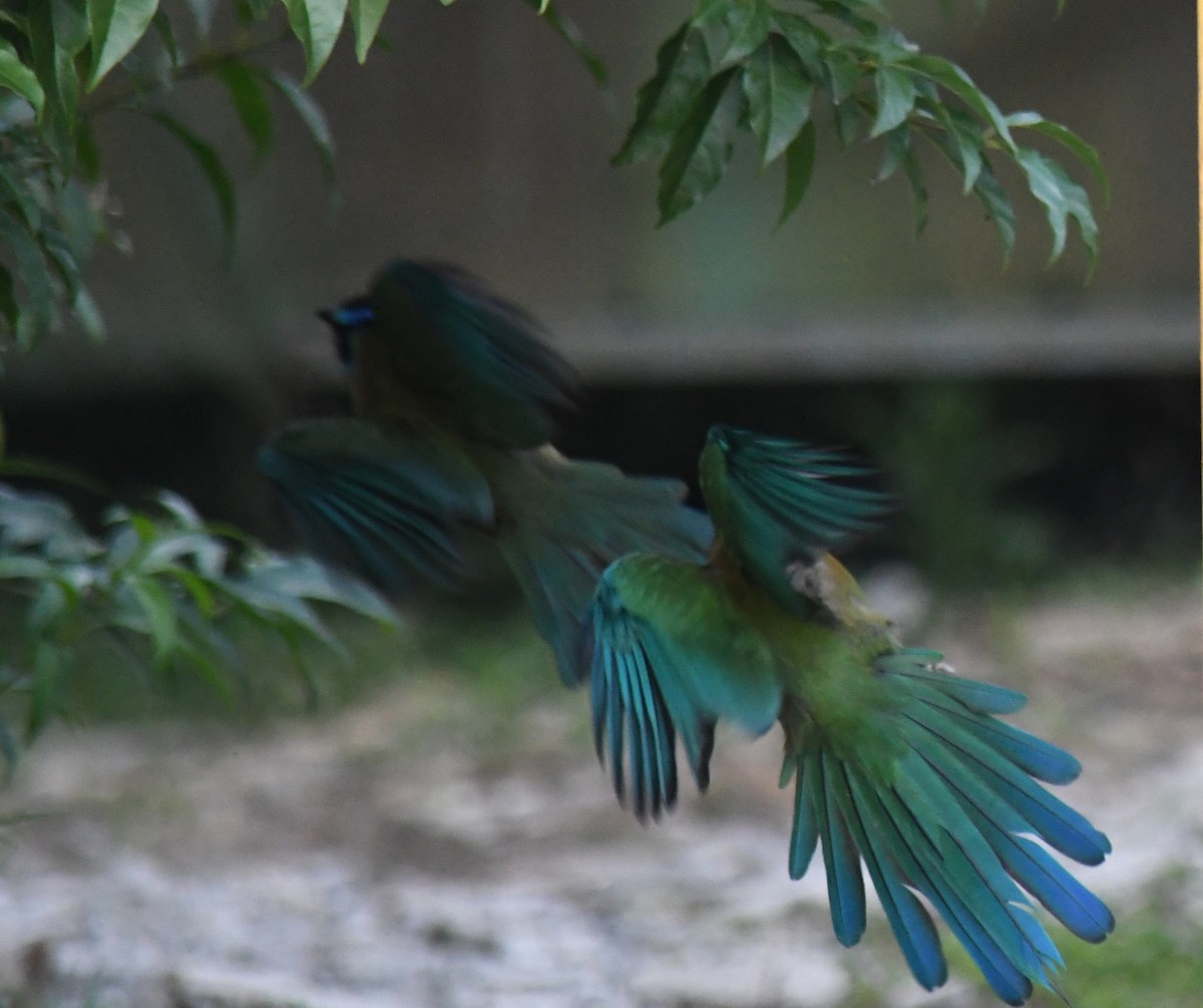 Lesson's Motmot - ML647146945