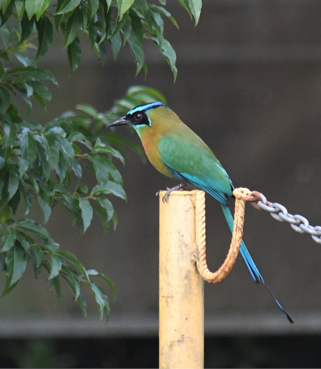 Lesson's Motmot - ML647146946