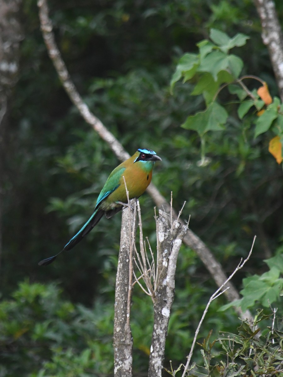 Lesson's Motmot - ML647146947