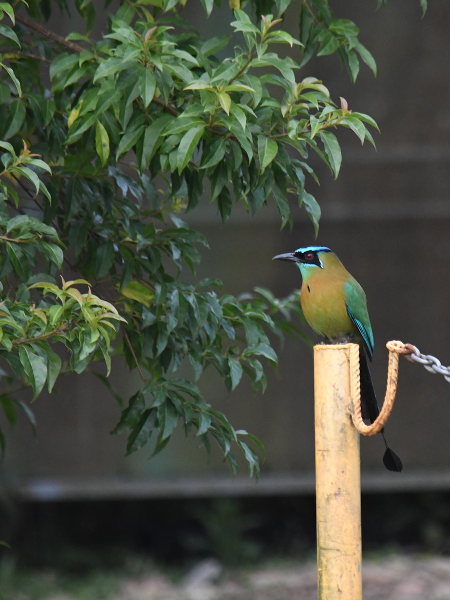 Lesson's Motmot - ML647146948