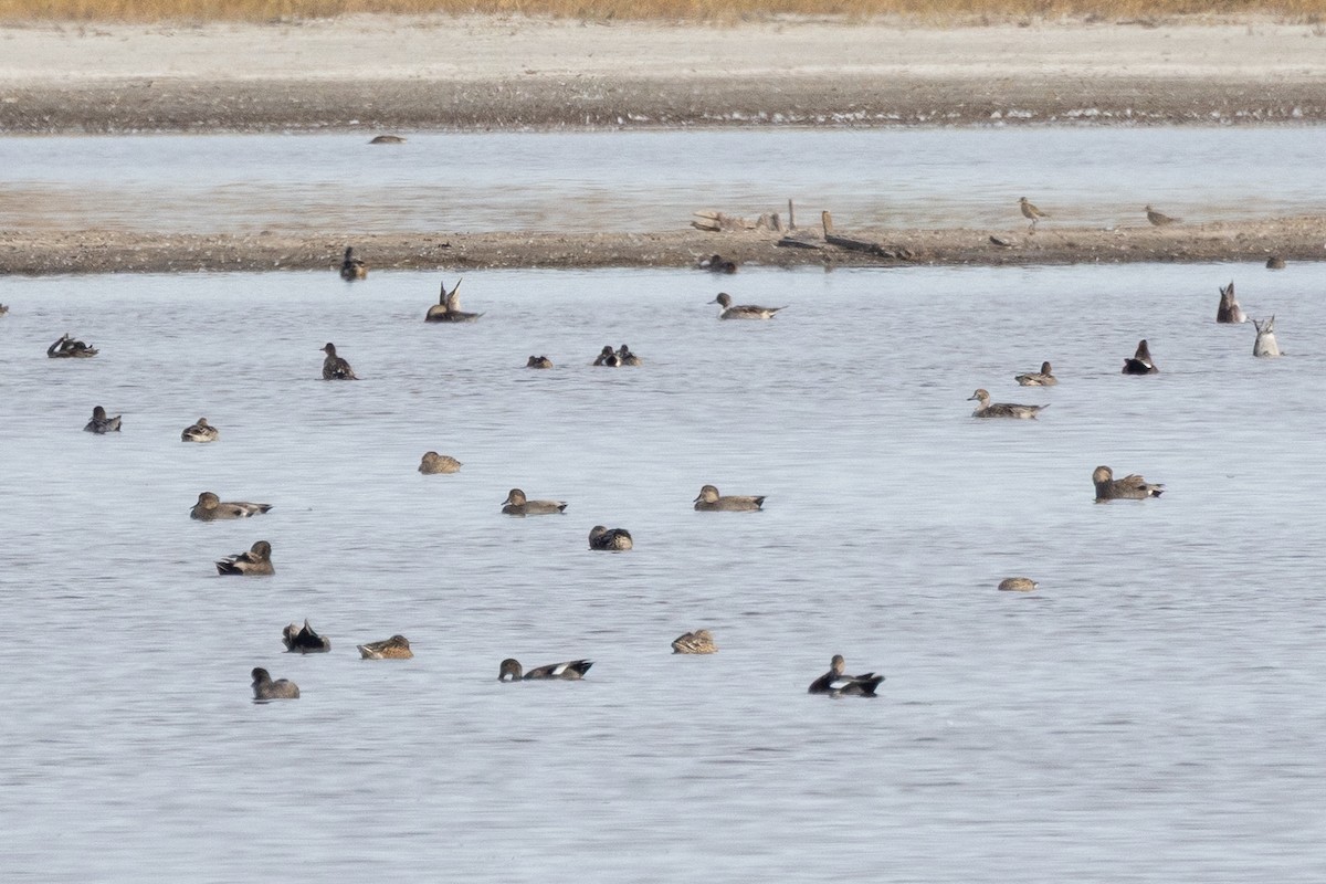 Schnatterente - ML647146963