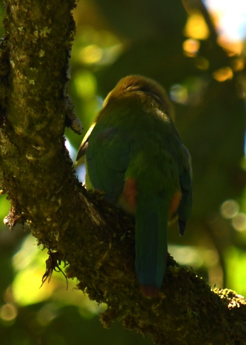 Тукан оливковоголовий - ML647146965