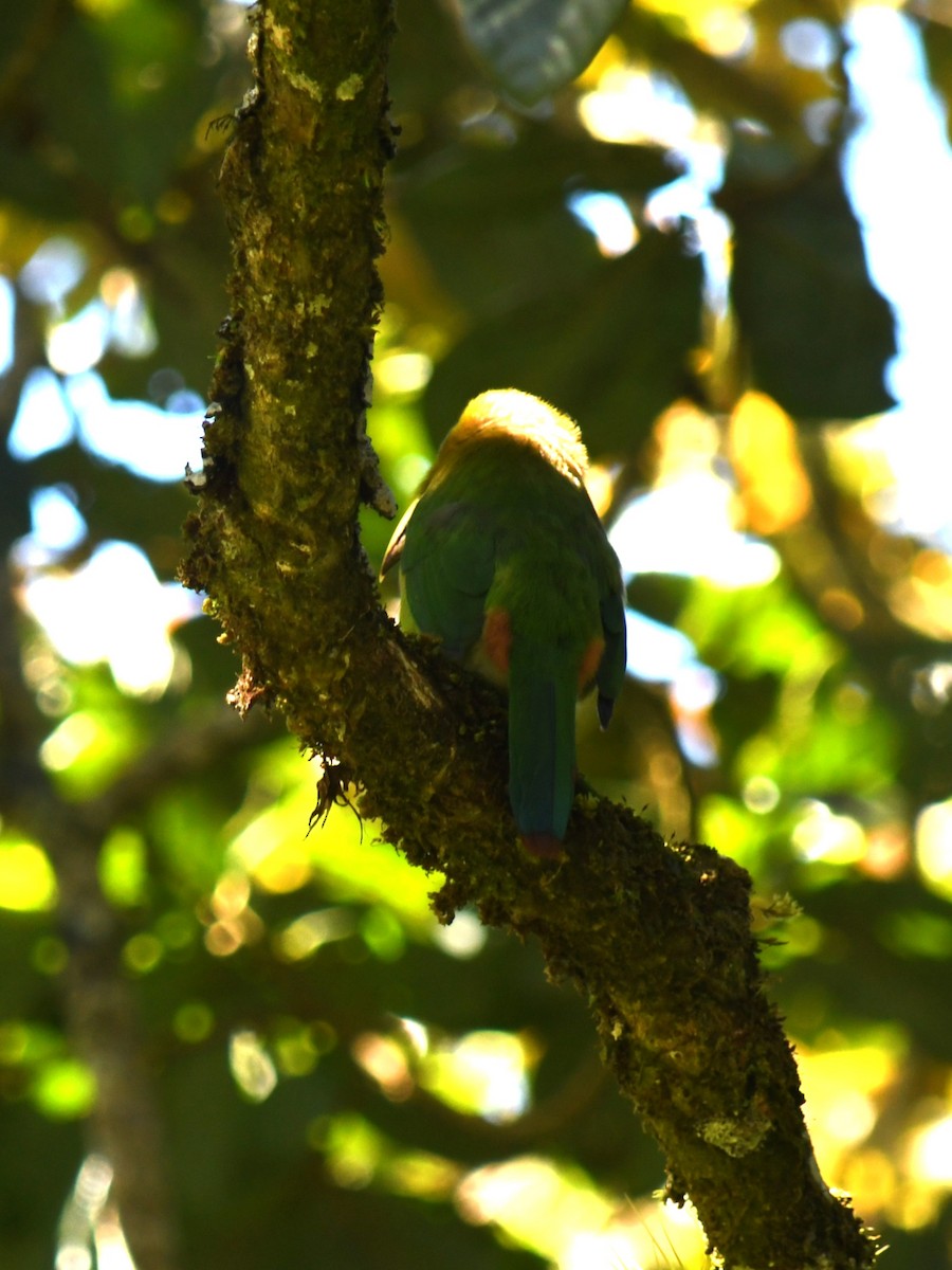 Тукан оливковоголовий - ML647146966