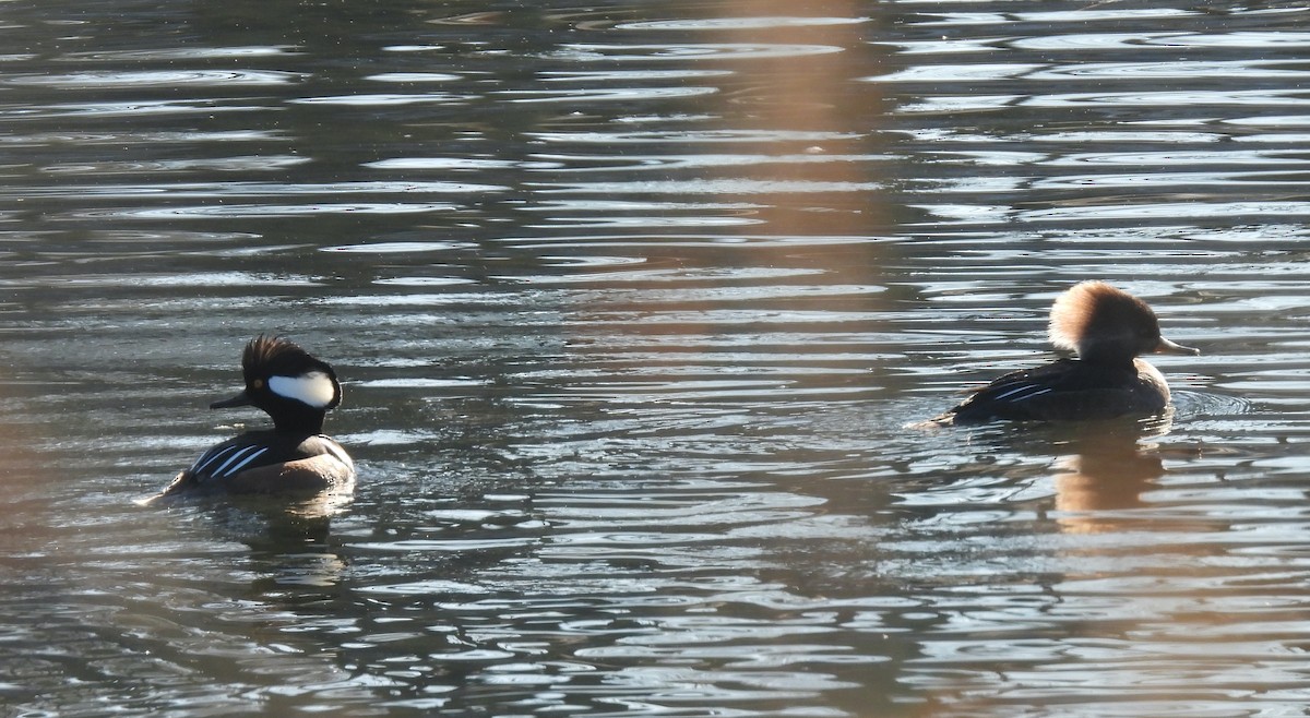 Крех жовтоокий - ML647146967