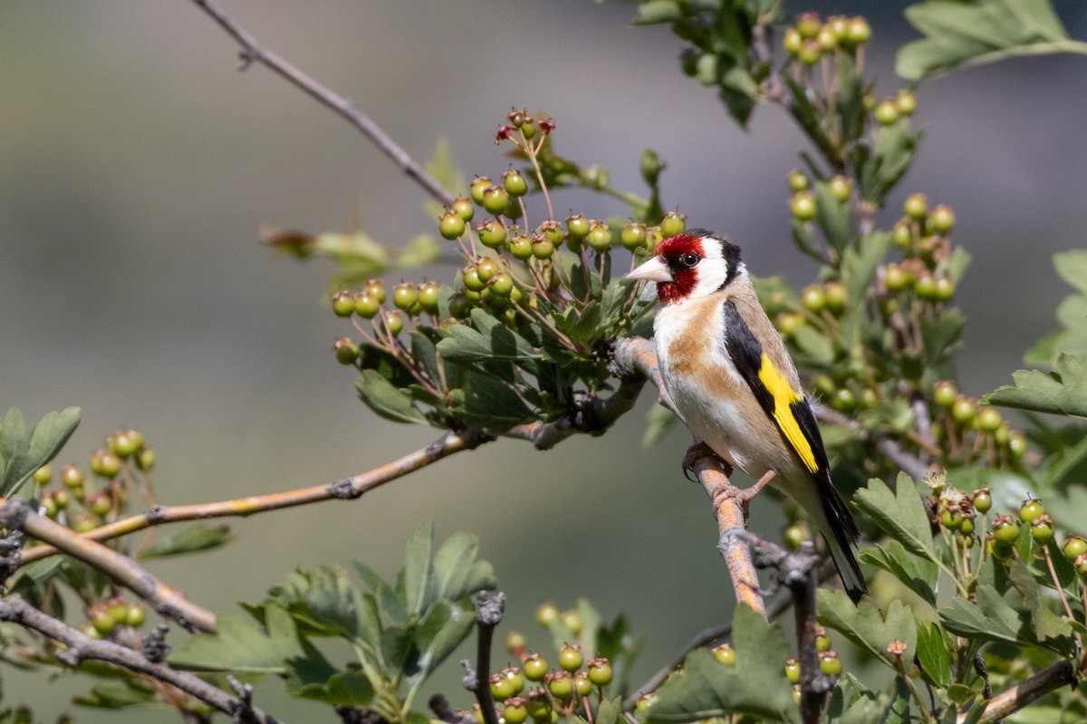 Щиглик звичайний - ML647146971