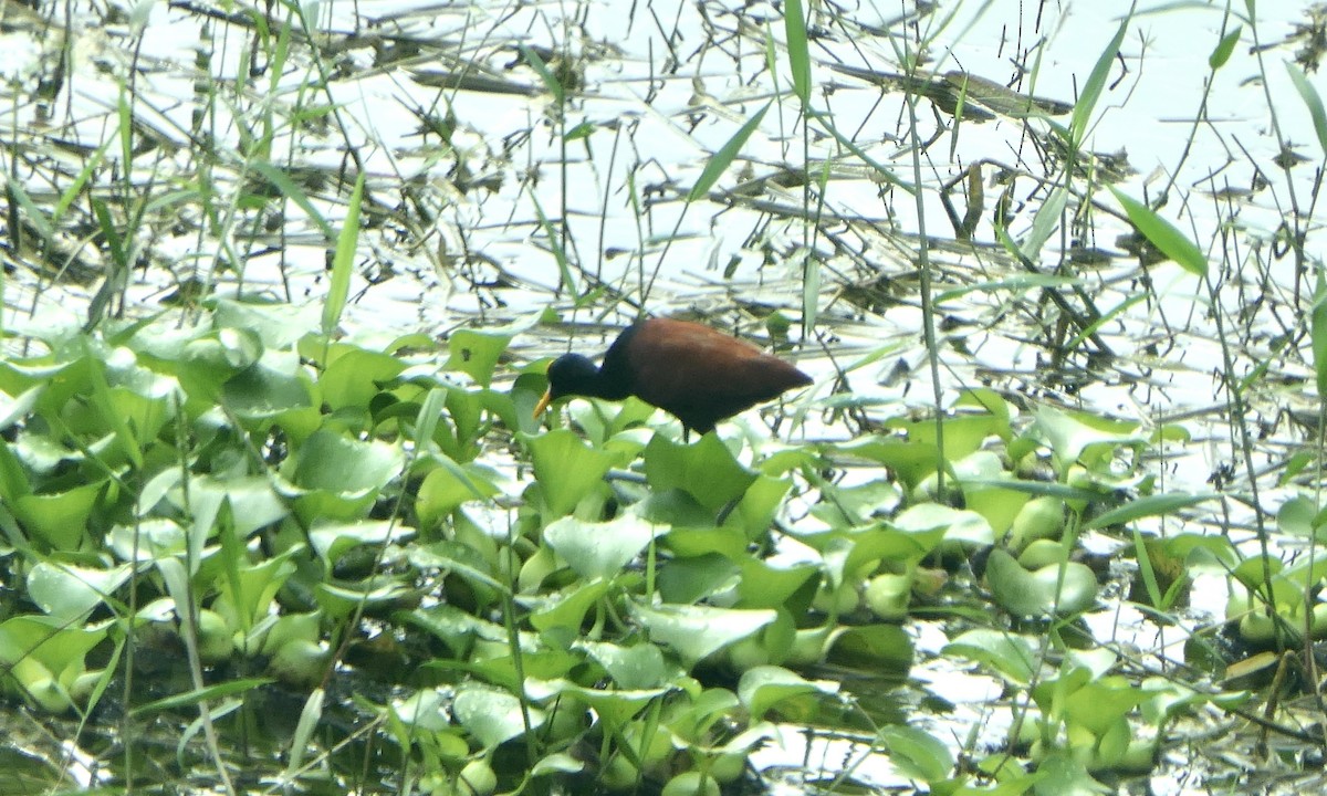 Якана жовтолоба - ML647146972