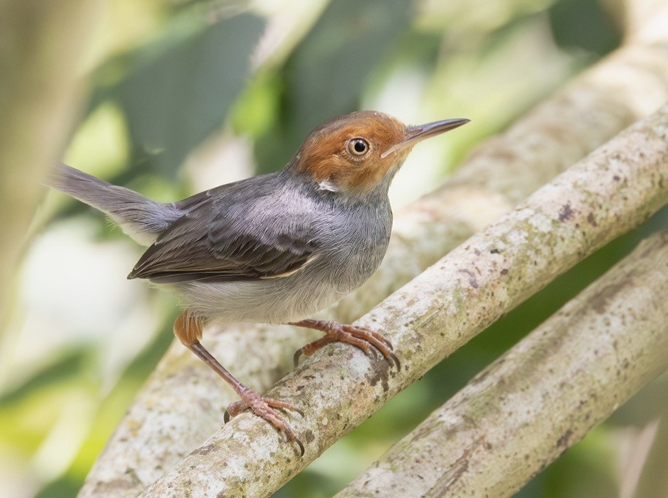 Пепельная портниха - ML647146973