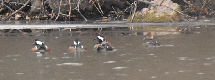 Крех жовтоокий - ML647146975