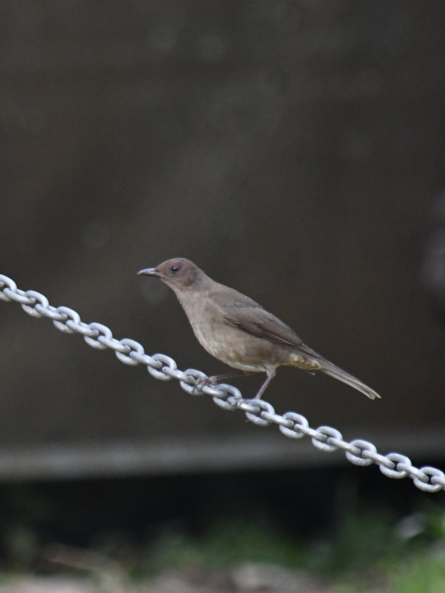 Дрізд панамський - ML647146978