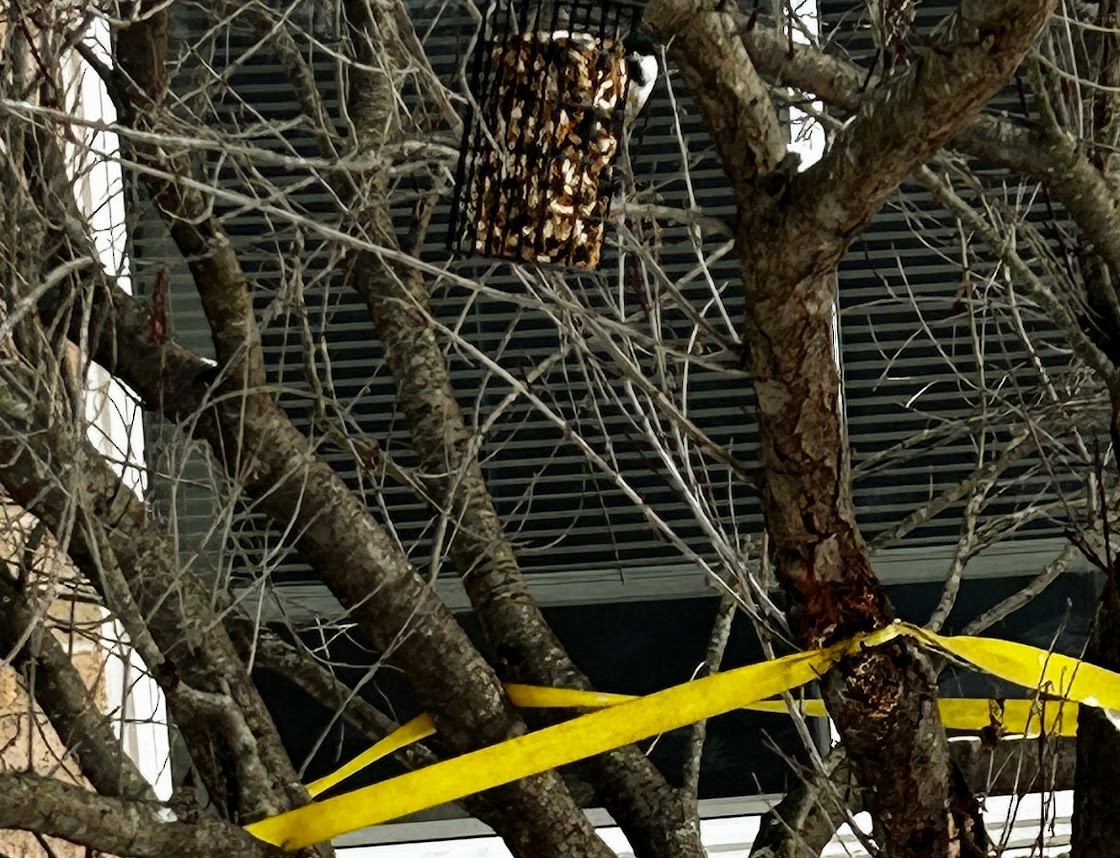 Гаїчка світлокрила - ML647146979