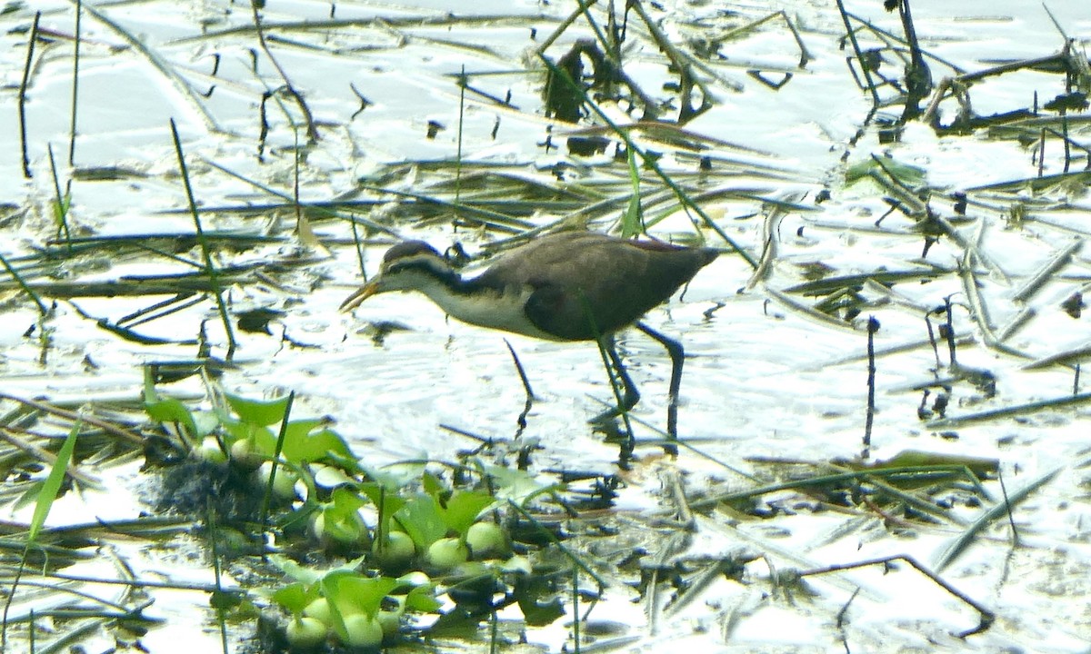 Якана жовтолоба - ML647146981