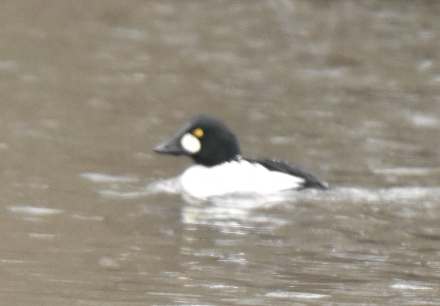 Гоголь зеленоголовий - ML647146983