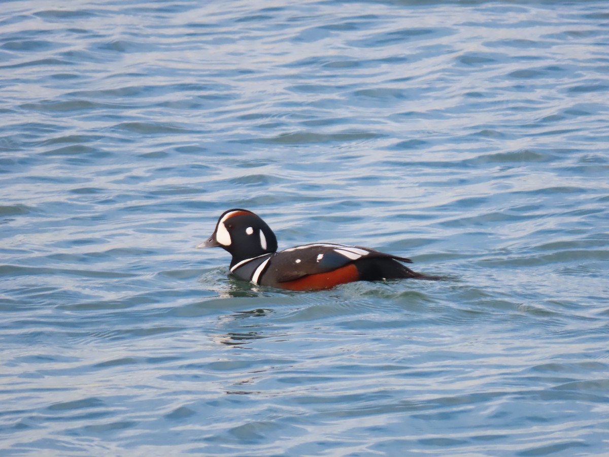 Каменярка - ML647146985