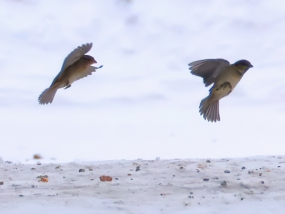 Горобець хатній - ML647146986