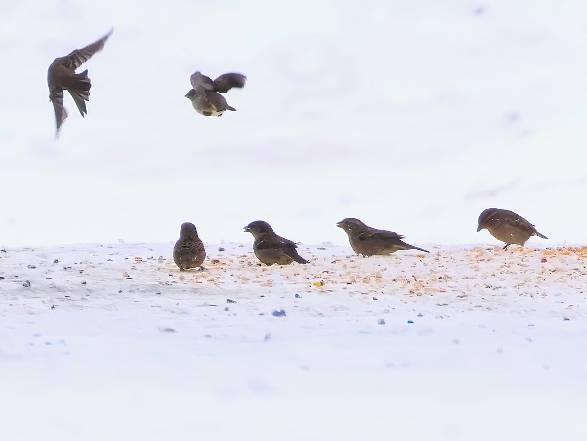 Горобець хатній - ML647146987