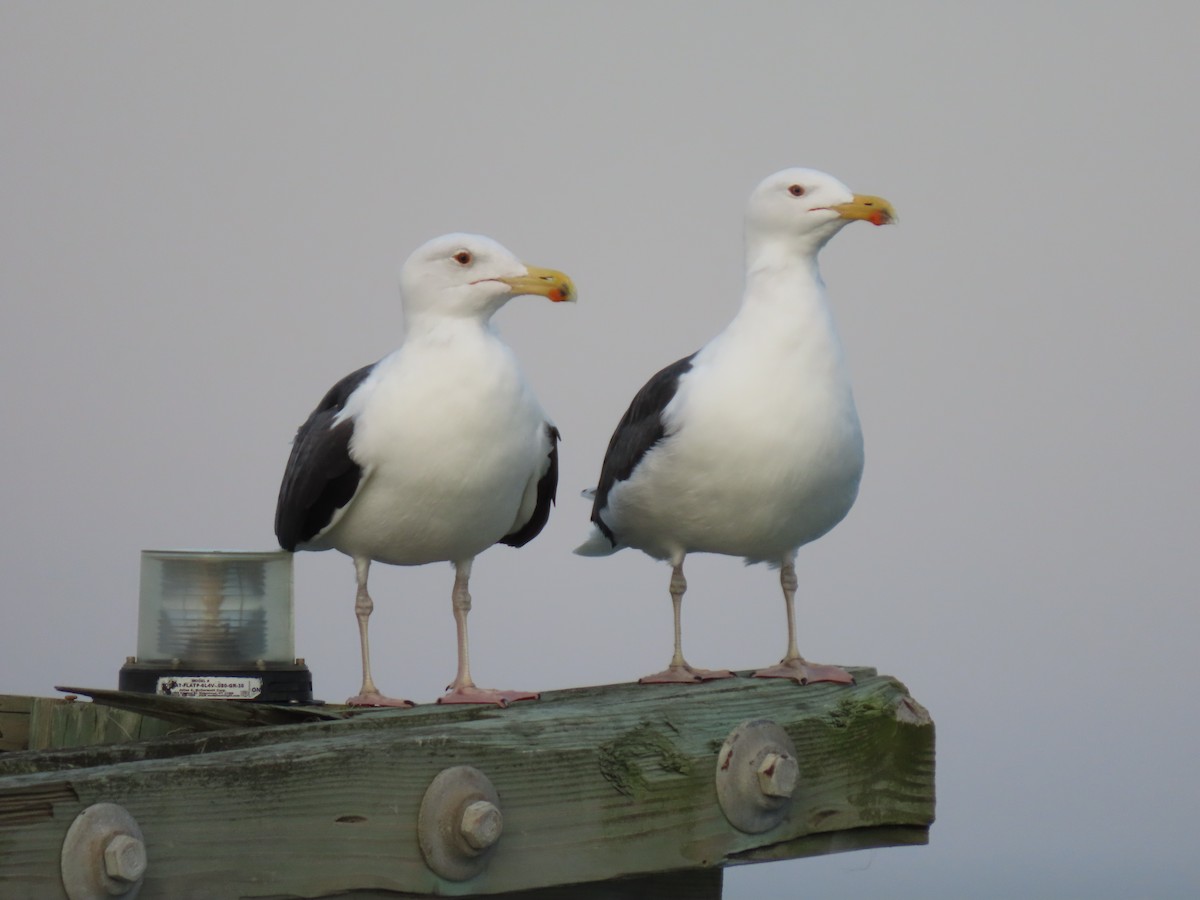 Мартин морський - ML647146989