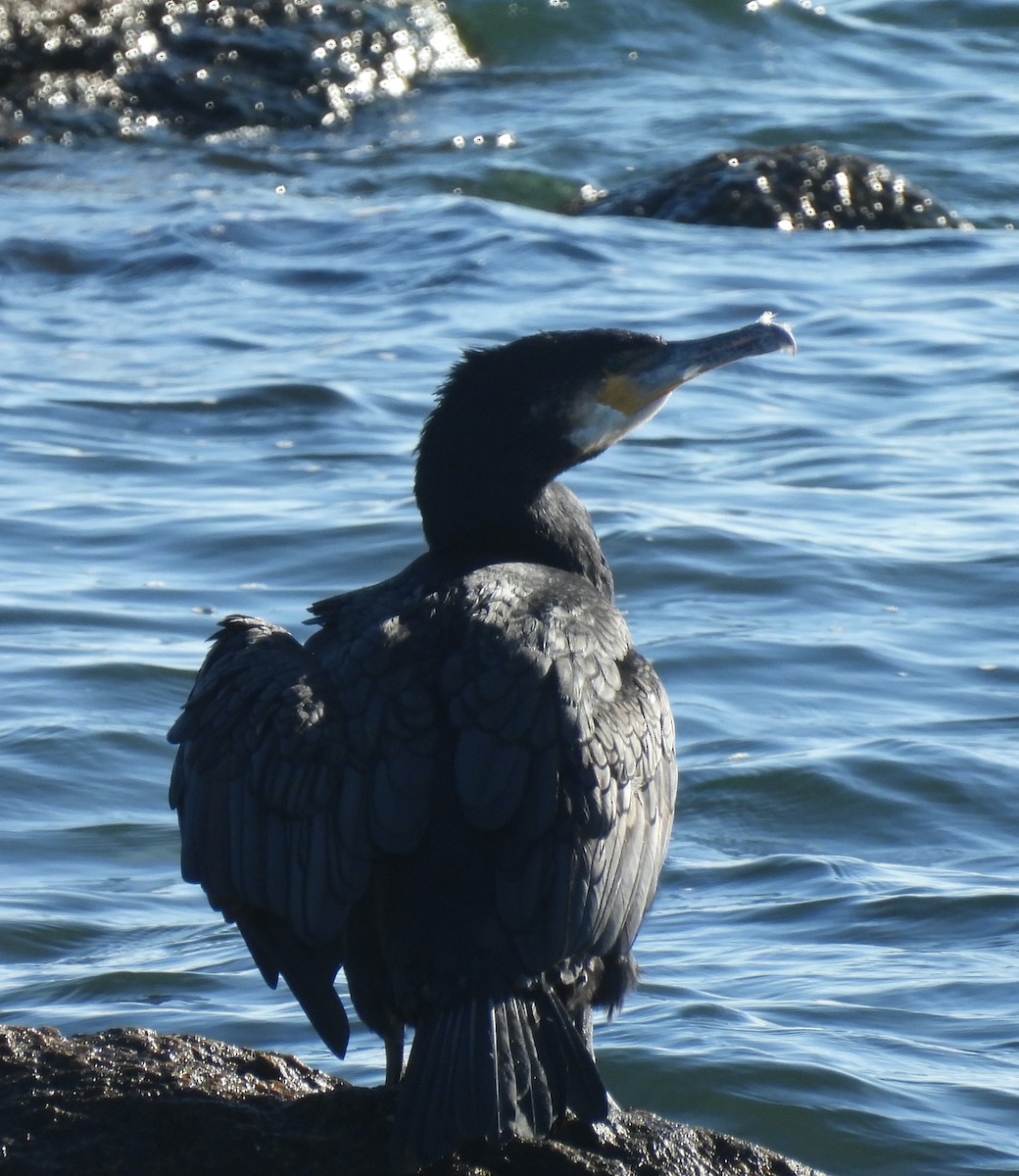 Баклан великий - ML647146991