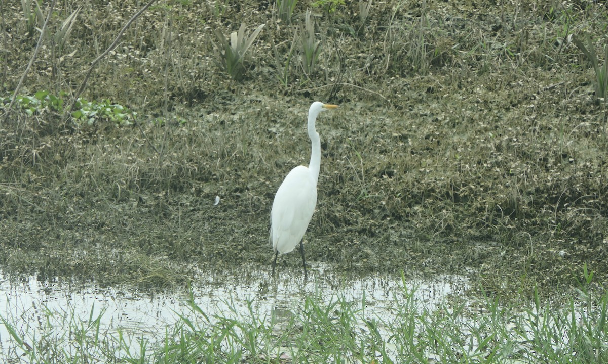 Чапля велика - ML647146992