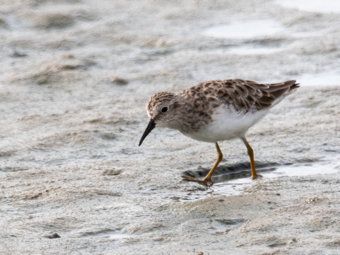 Побережник-крихітка - ML647146993