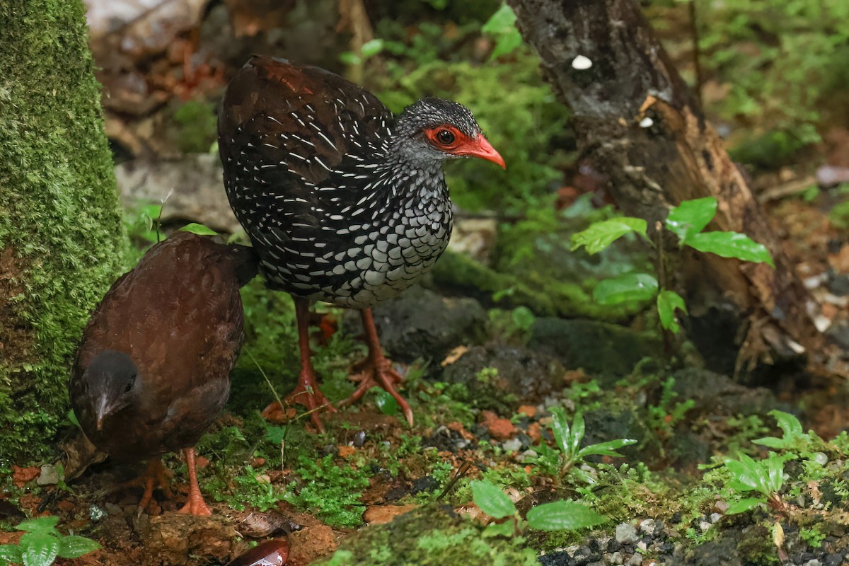 Куріпка-шпороніг ланкійська - ML647146994