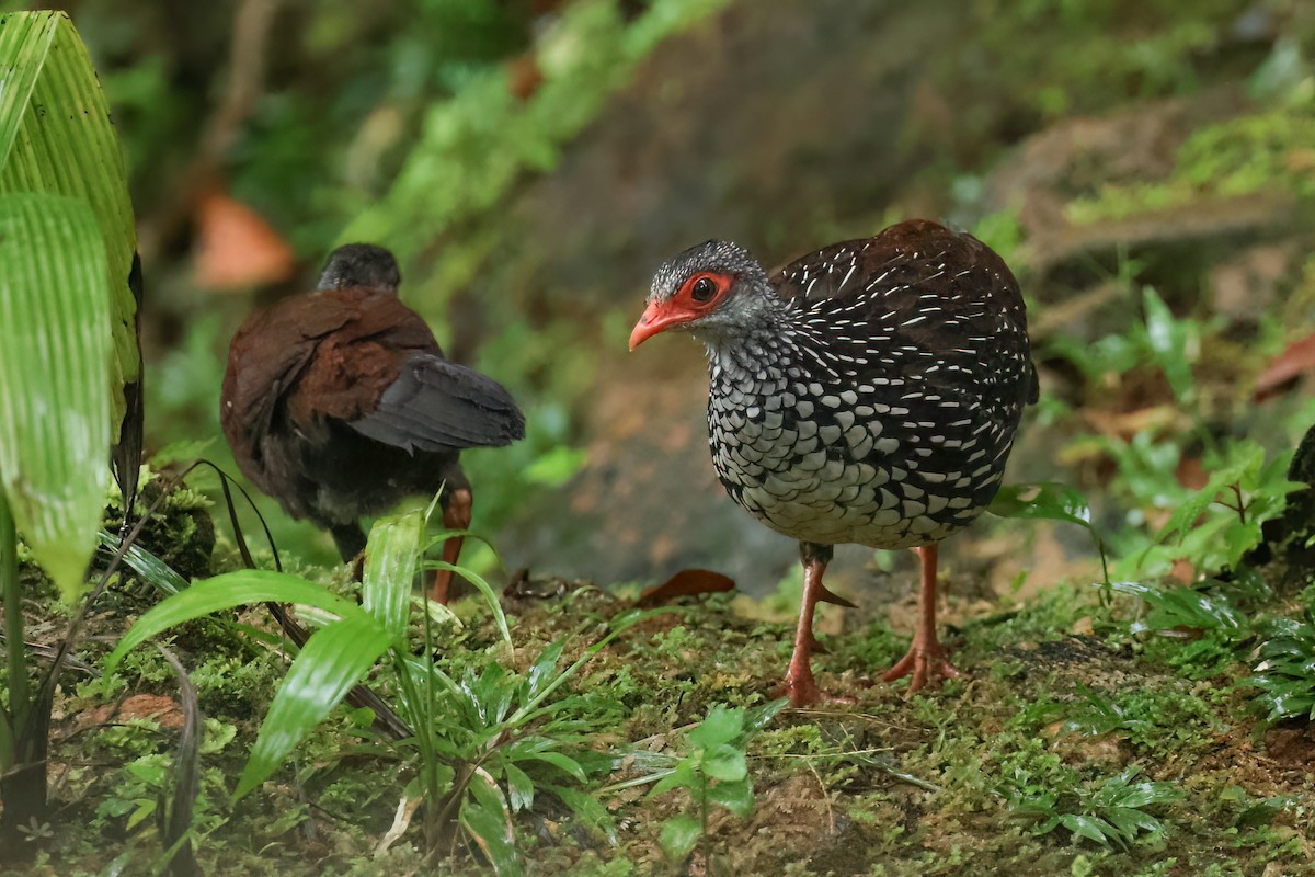 Куріпка-шпороніг ланкійська - ML647146995