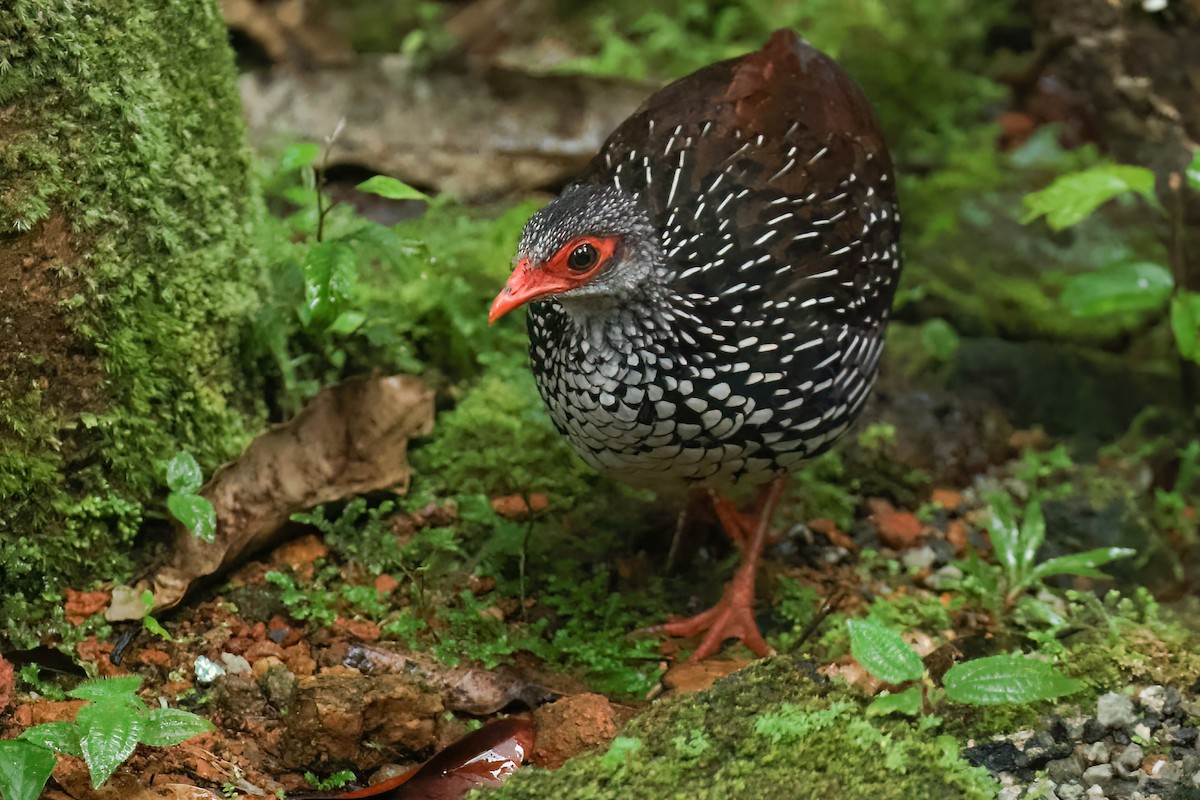 Куріпка-шпороніг ланкійська - ML647146996