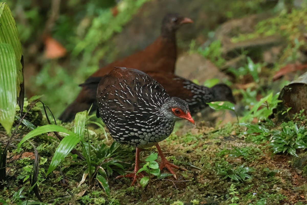 Куріпка-шпороніг ланкійська - ML647146997