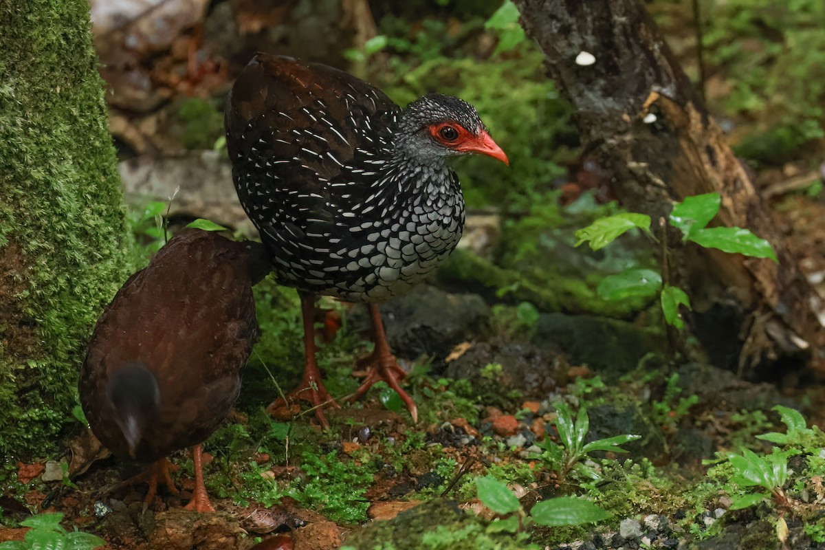 Куріпка-шпороніг ланкійська - ML647146998