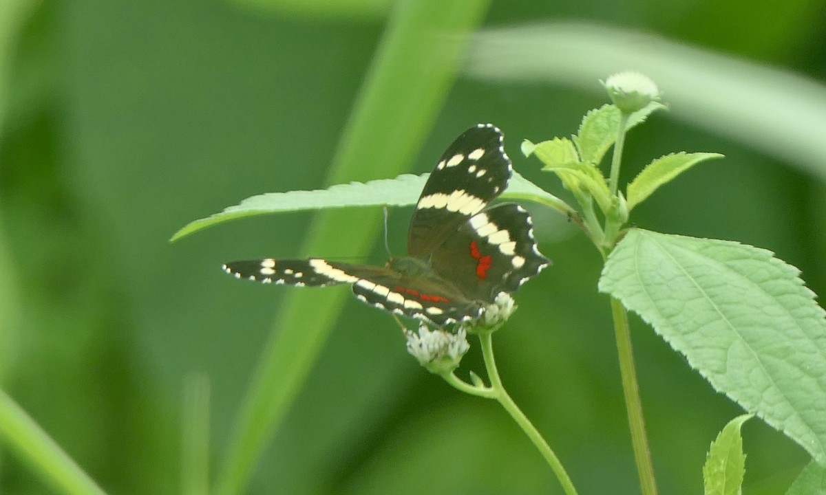 Banded Peacock - ML647147000