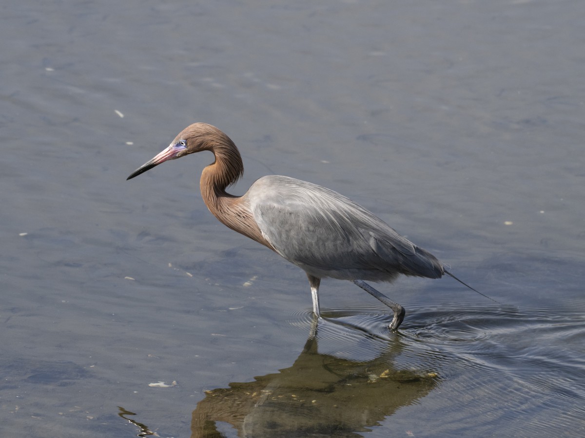 Чепура рудошия - ML647147003