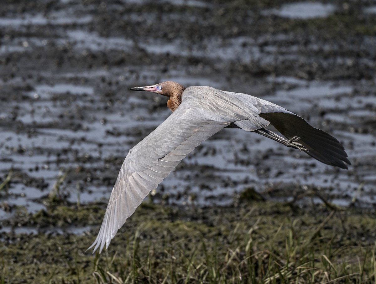 Чепура рудошия - ML647147004