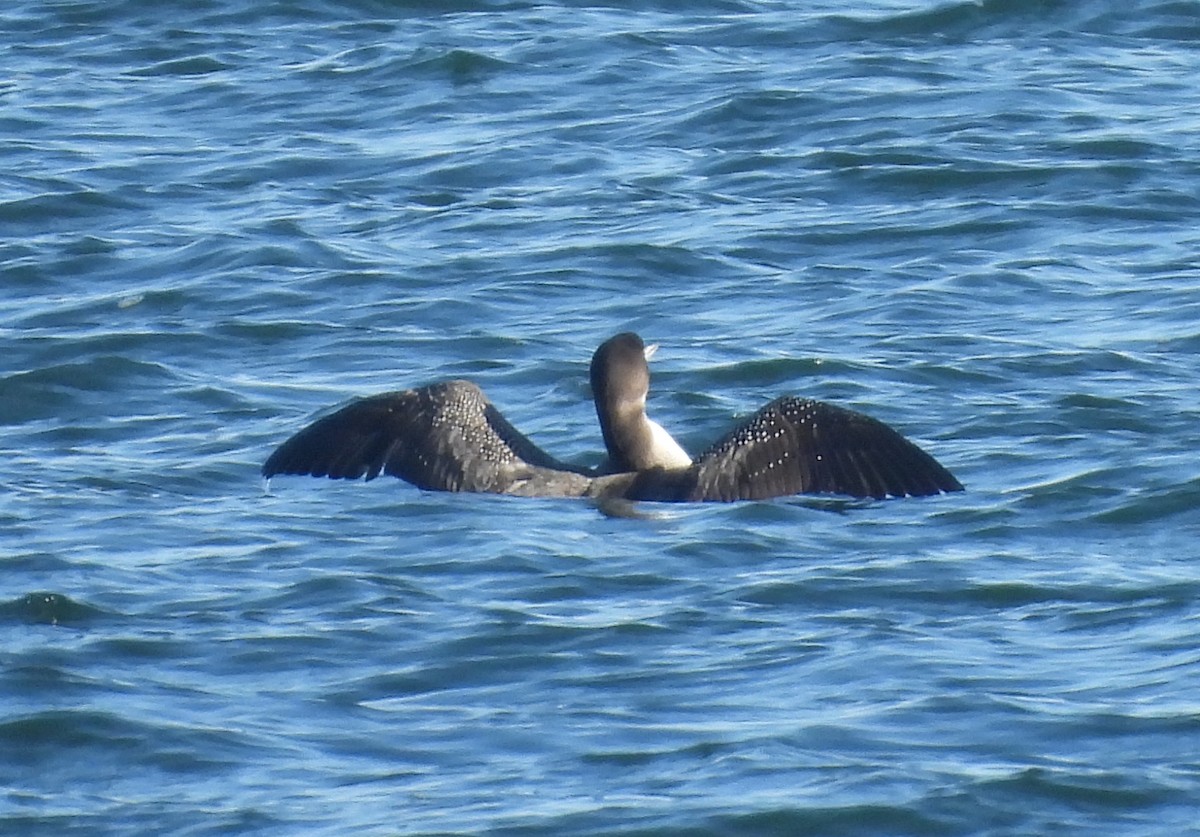 Гагара полярна - ML647147007