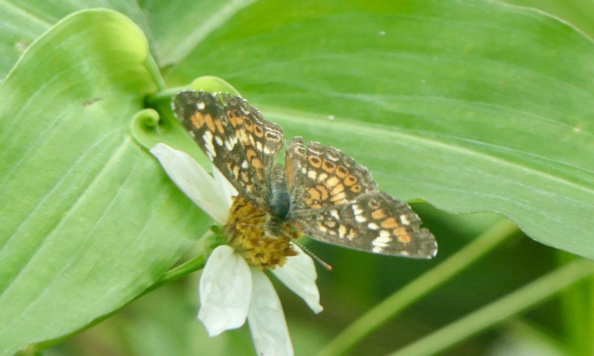 Mayan crescent - ML647147008