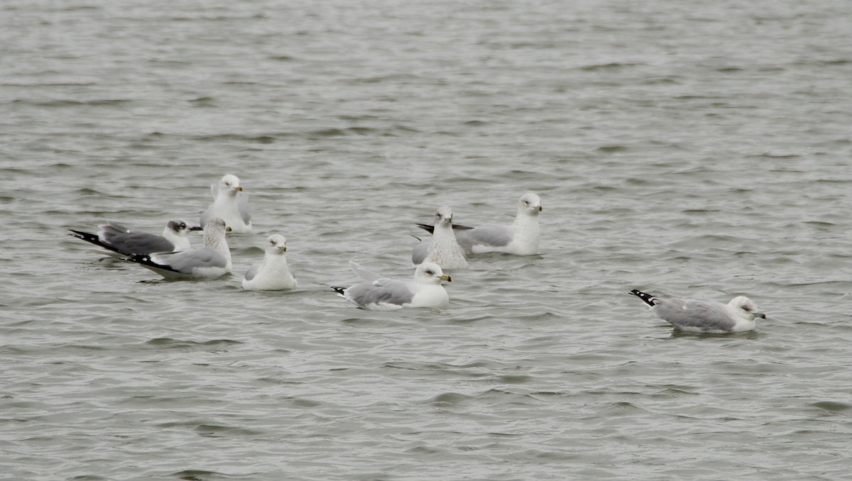 Ring-billed Gull - ML647147026