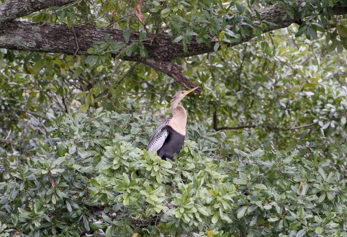 Anhinga - ML647147033