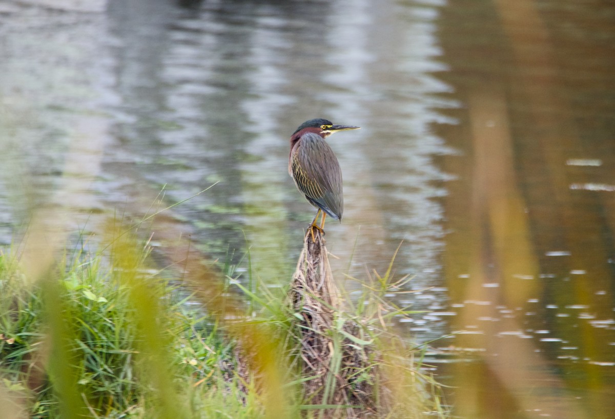Green Heron - ML647147038