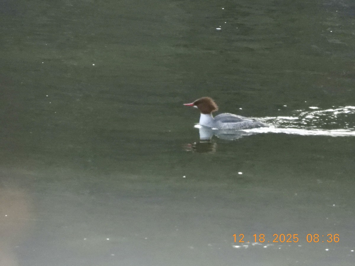 Common Merganser - ML647147039