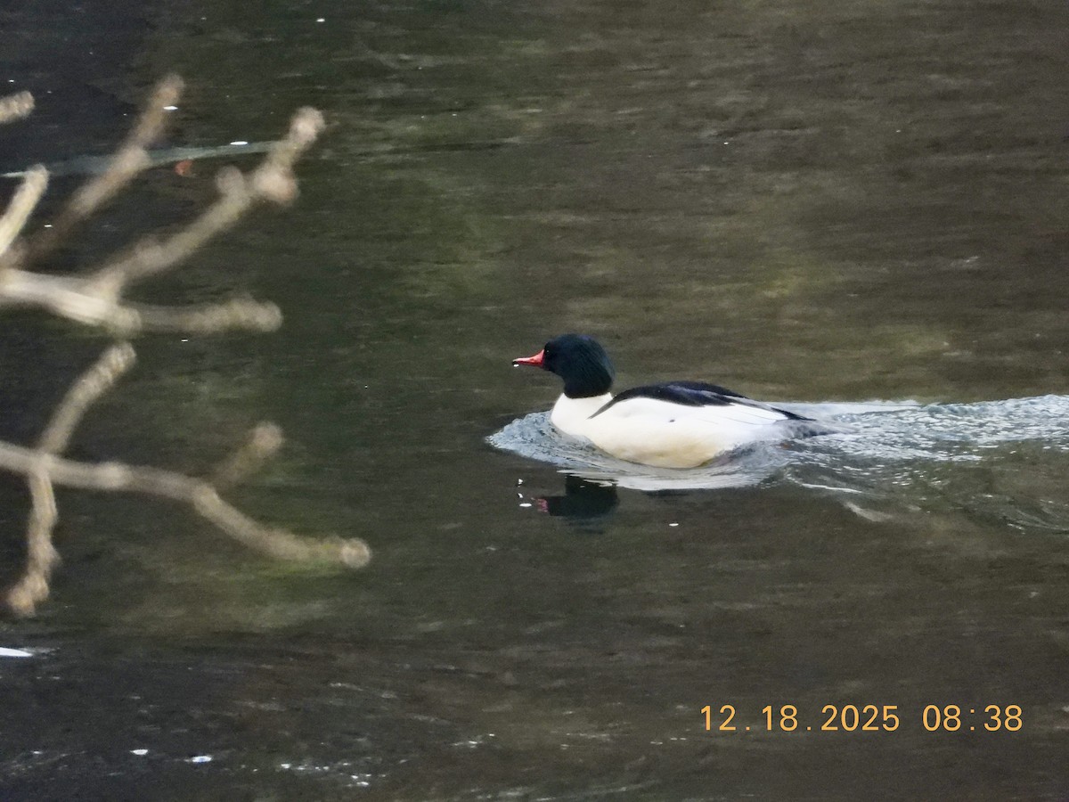 Common Merganser - ML647147040